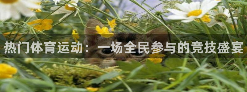一竞技官方集团官网：热门体育运动：一场全民参与的竞技