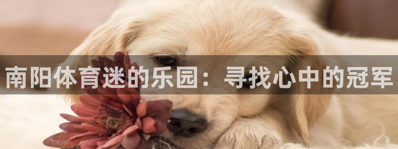 一竞技平台测速：南阳体育迷的乐园：寻